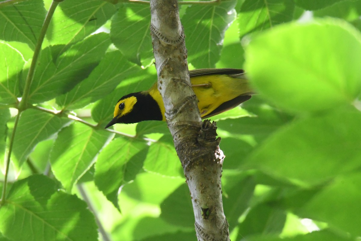 Hooded Warbler - John Landers