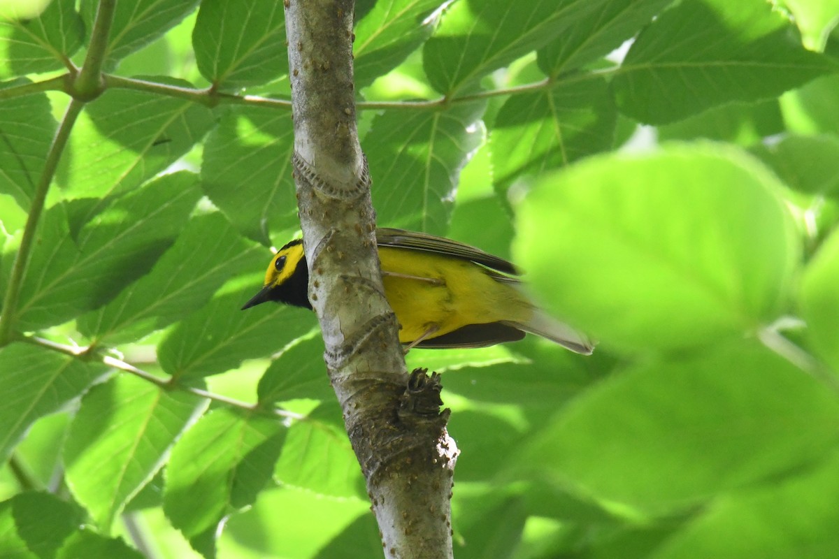 Hooded Warbler - John Landers