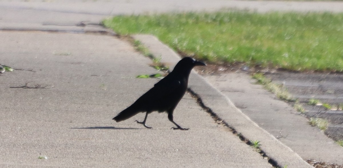 American Crow - עוזי שמאי