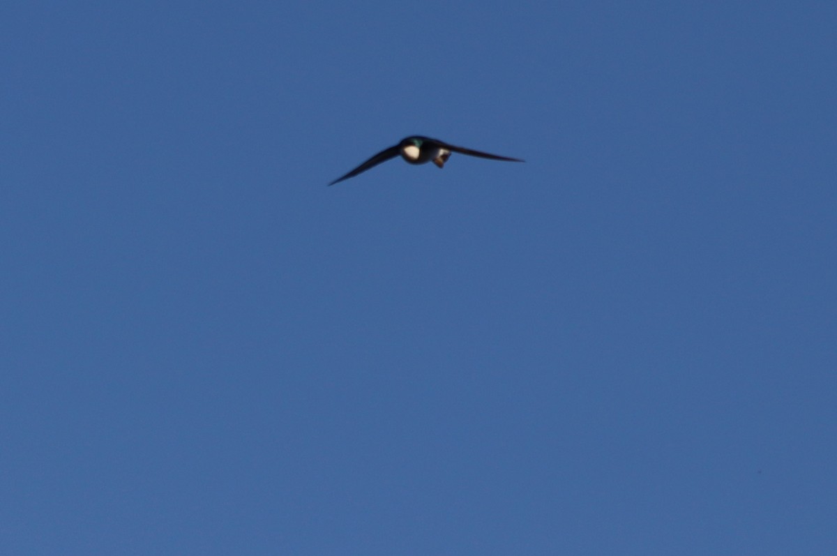 Tree Swallow - עוזי שמאי