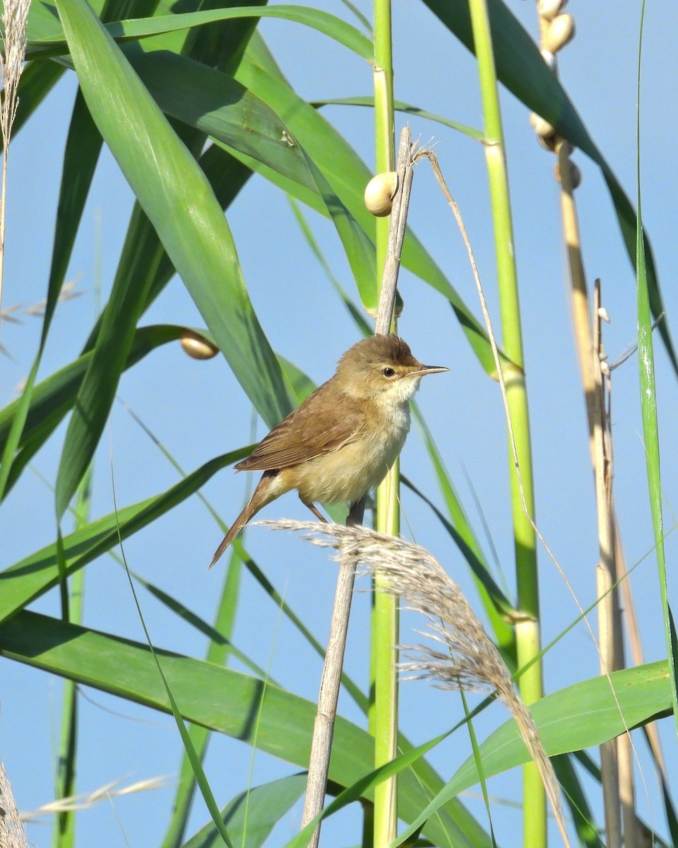 Common Reed Warbler - ML619564993