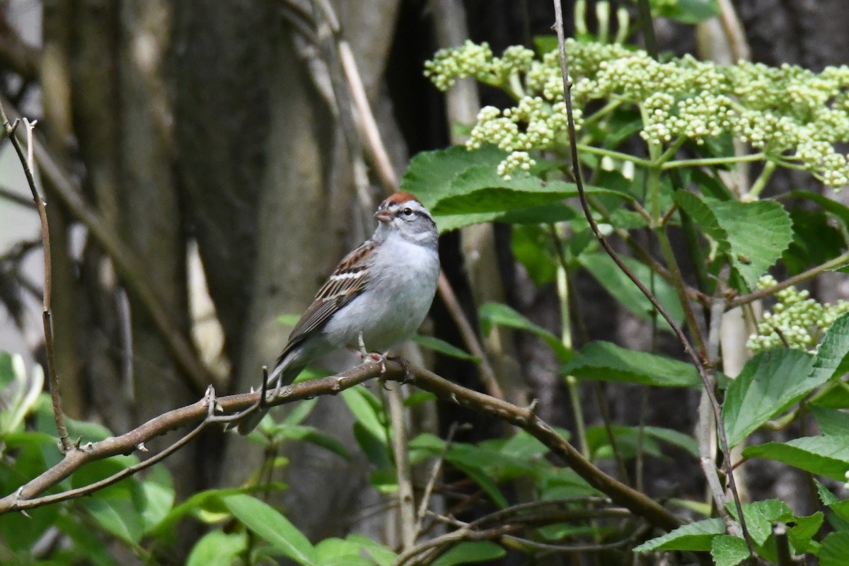 Chipping Sparrow - John Landers