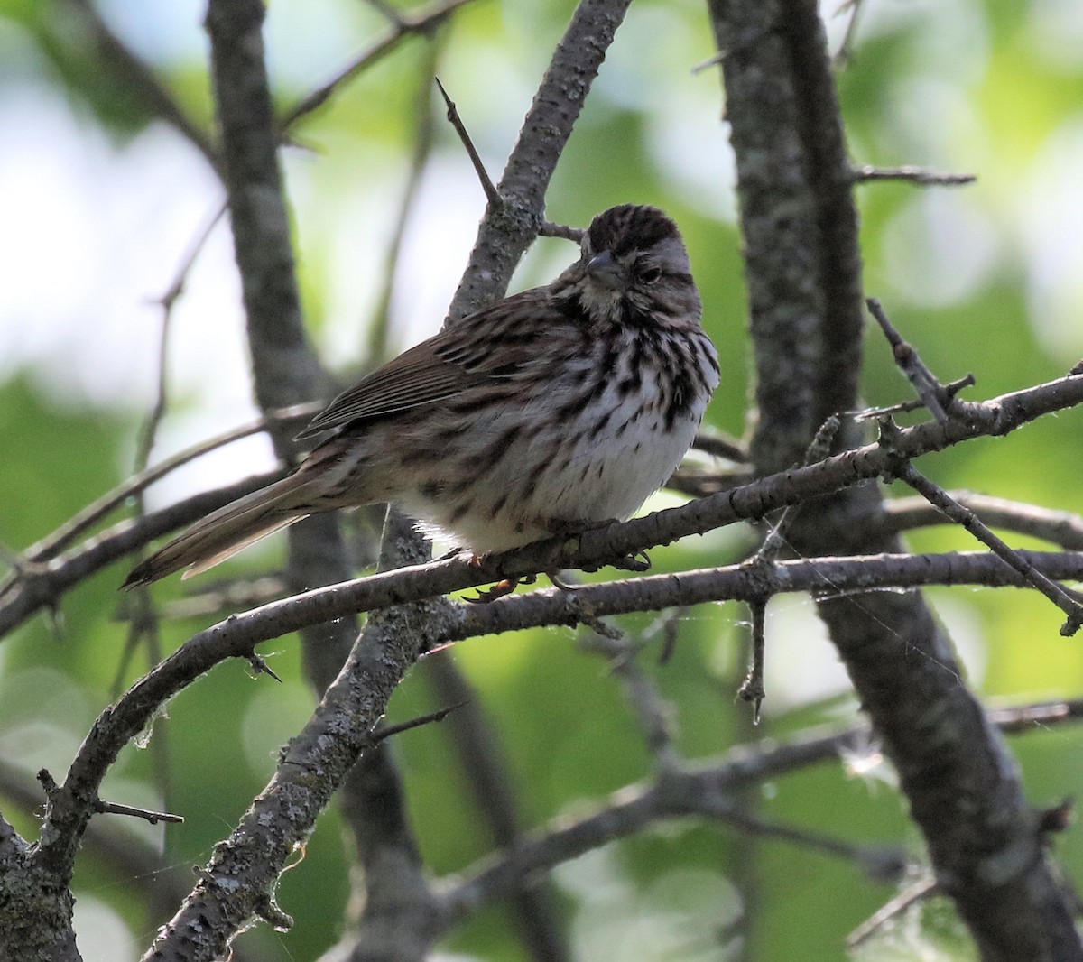 Song Sparrow - Kernan Bell