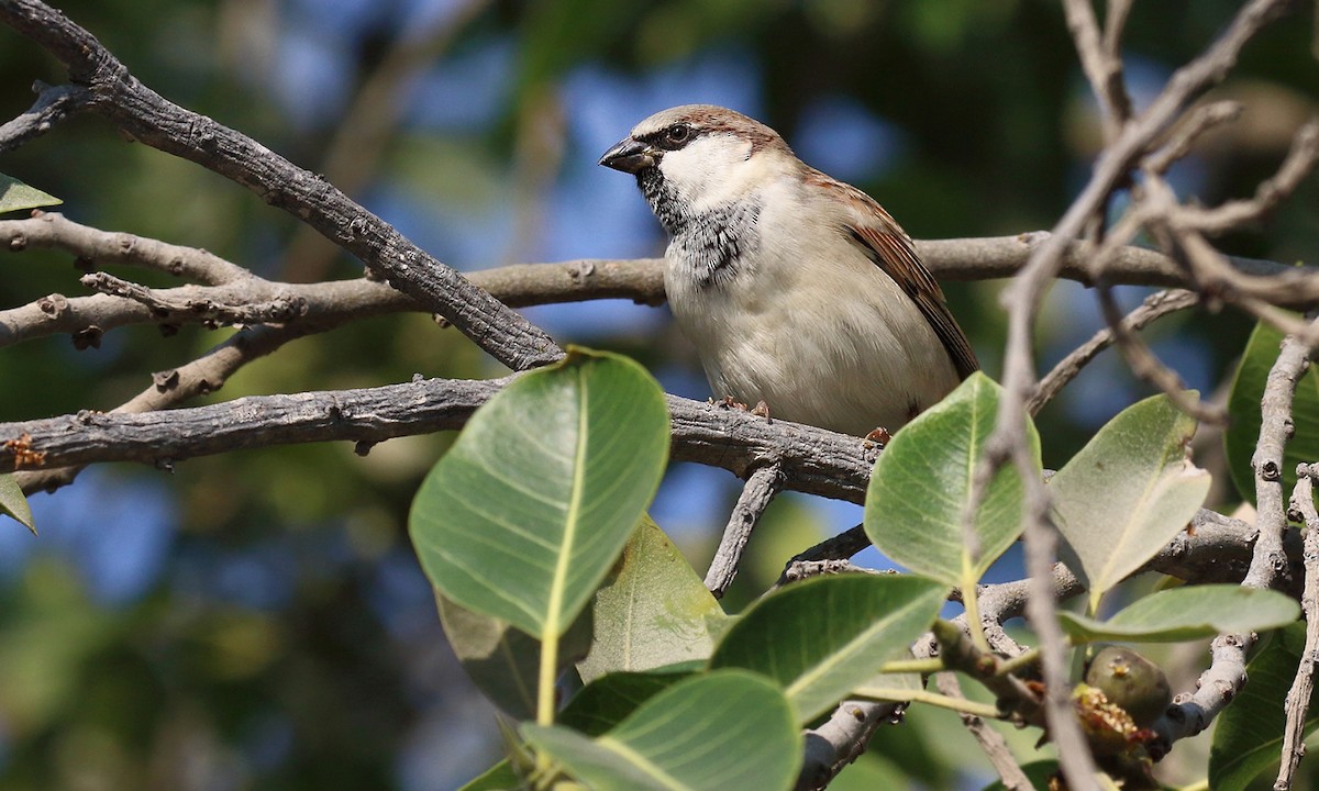 House Sparrow - Adrián Braidotti