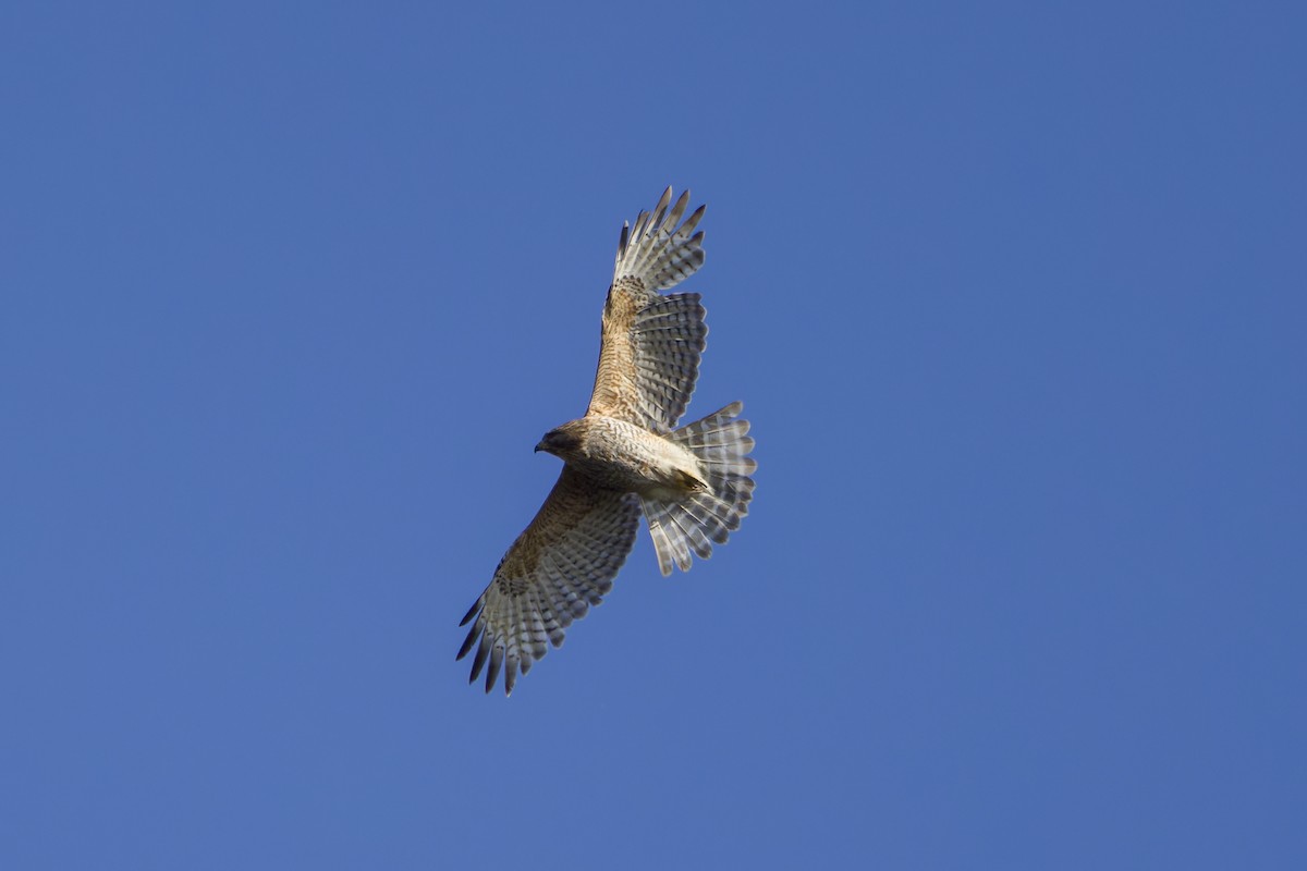 Red-shouldered Hawk - Phil Thompson