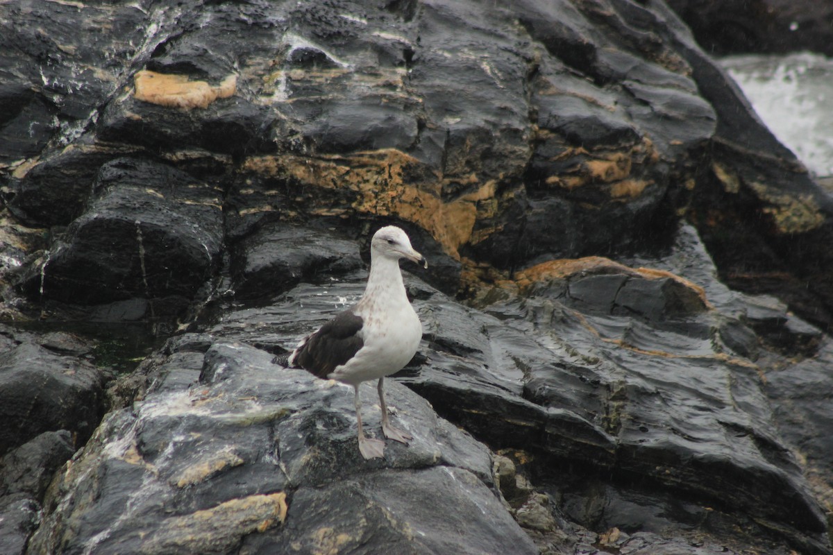 Kelp Gull - ML619565009