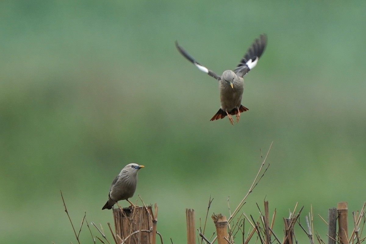 Chestnut-tailed Starling - Hung-Chieh Chien