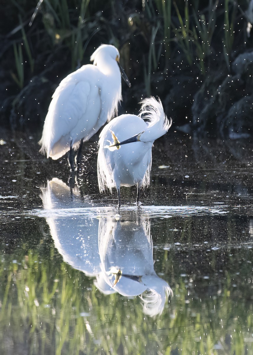 Snowy Egret - k bartels