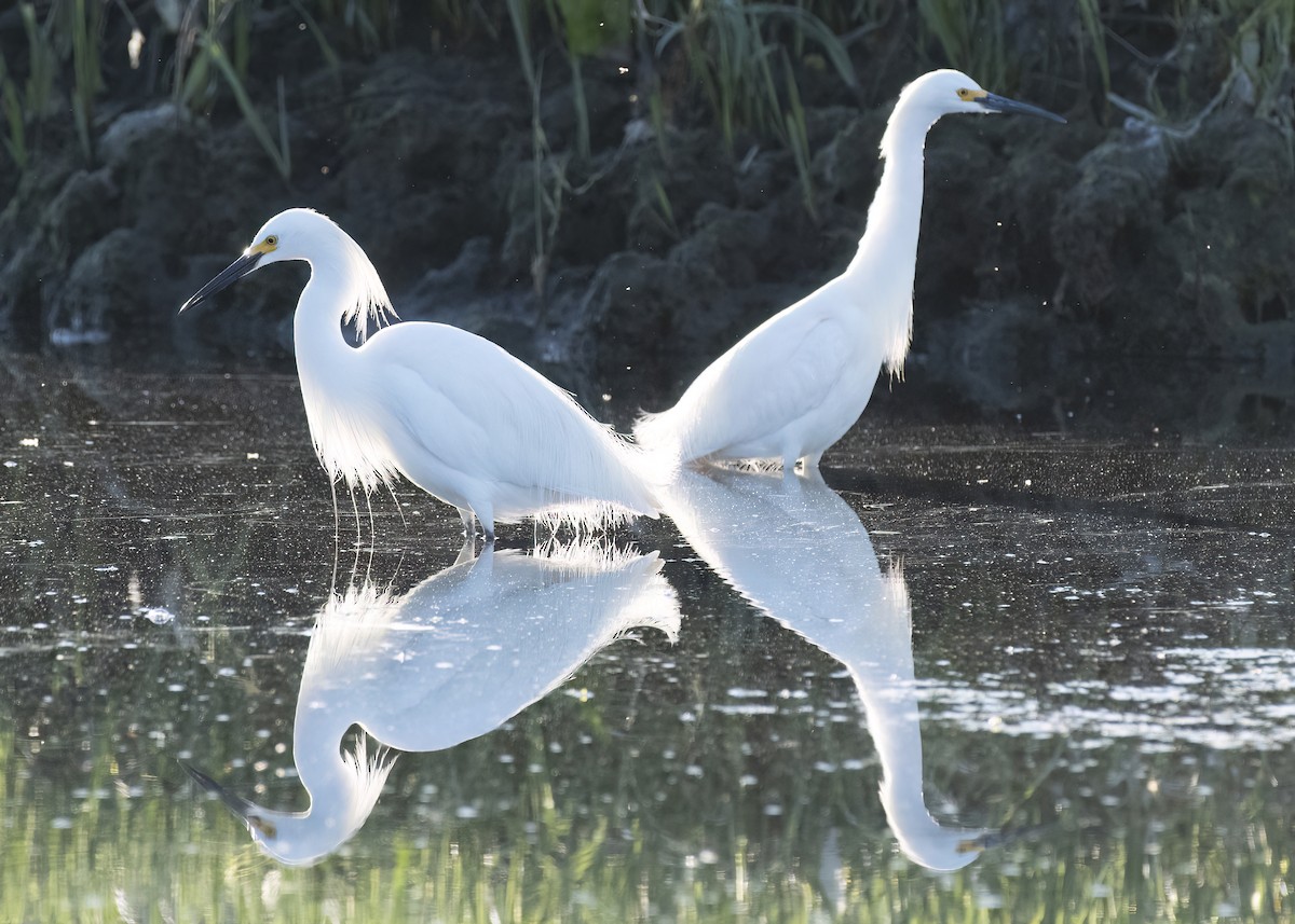 Snowy Egret - k bartels