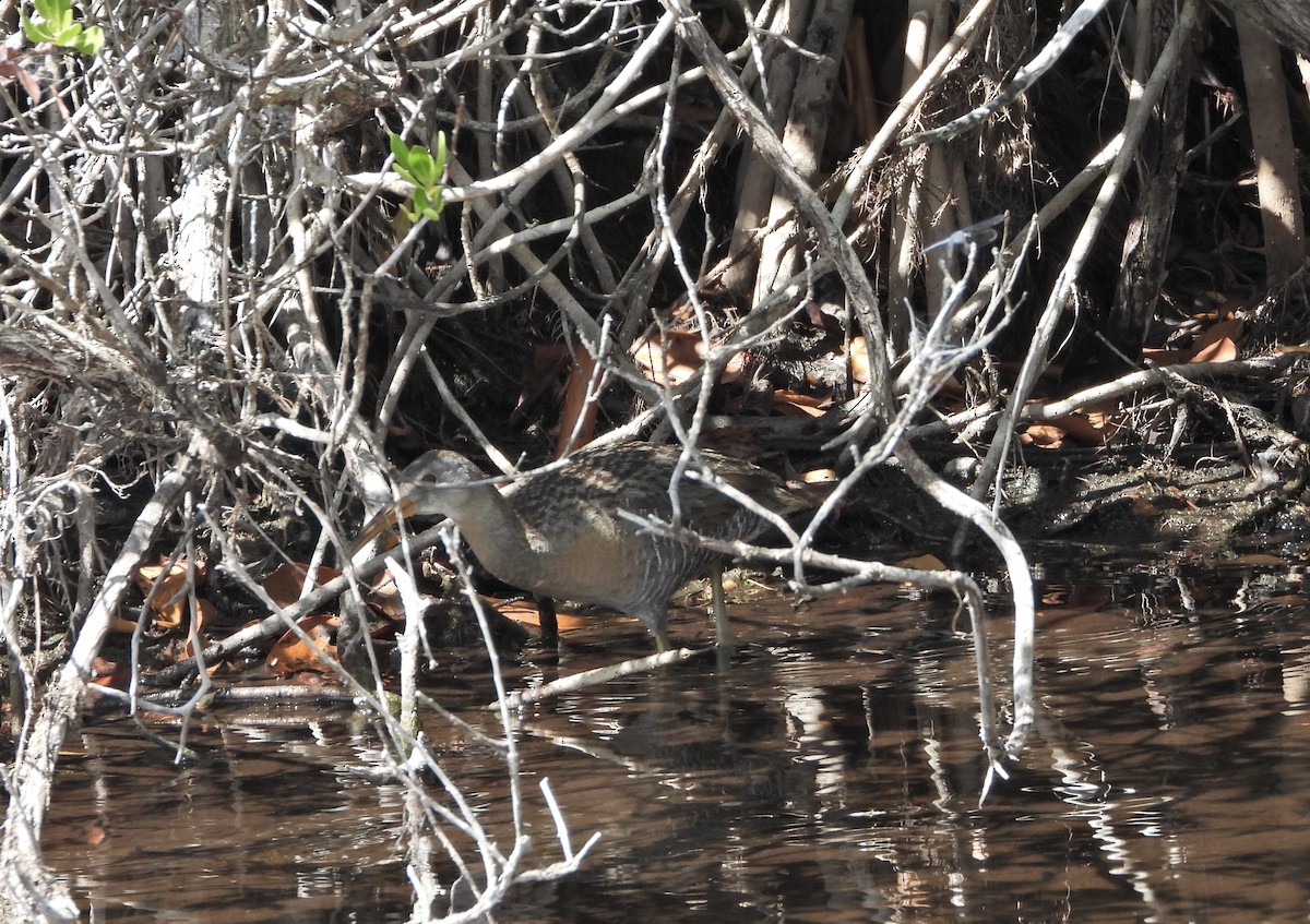 Clapper Rail - Martha Cartwright