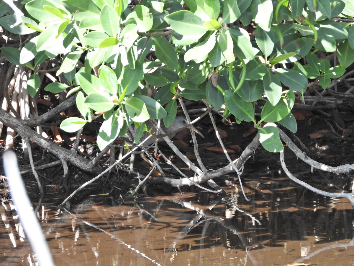 Clapper Rail - Martha Cartwright