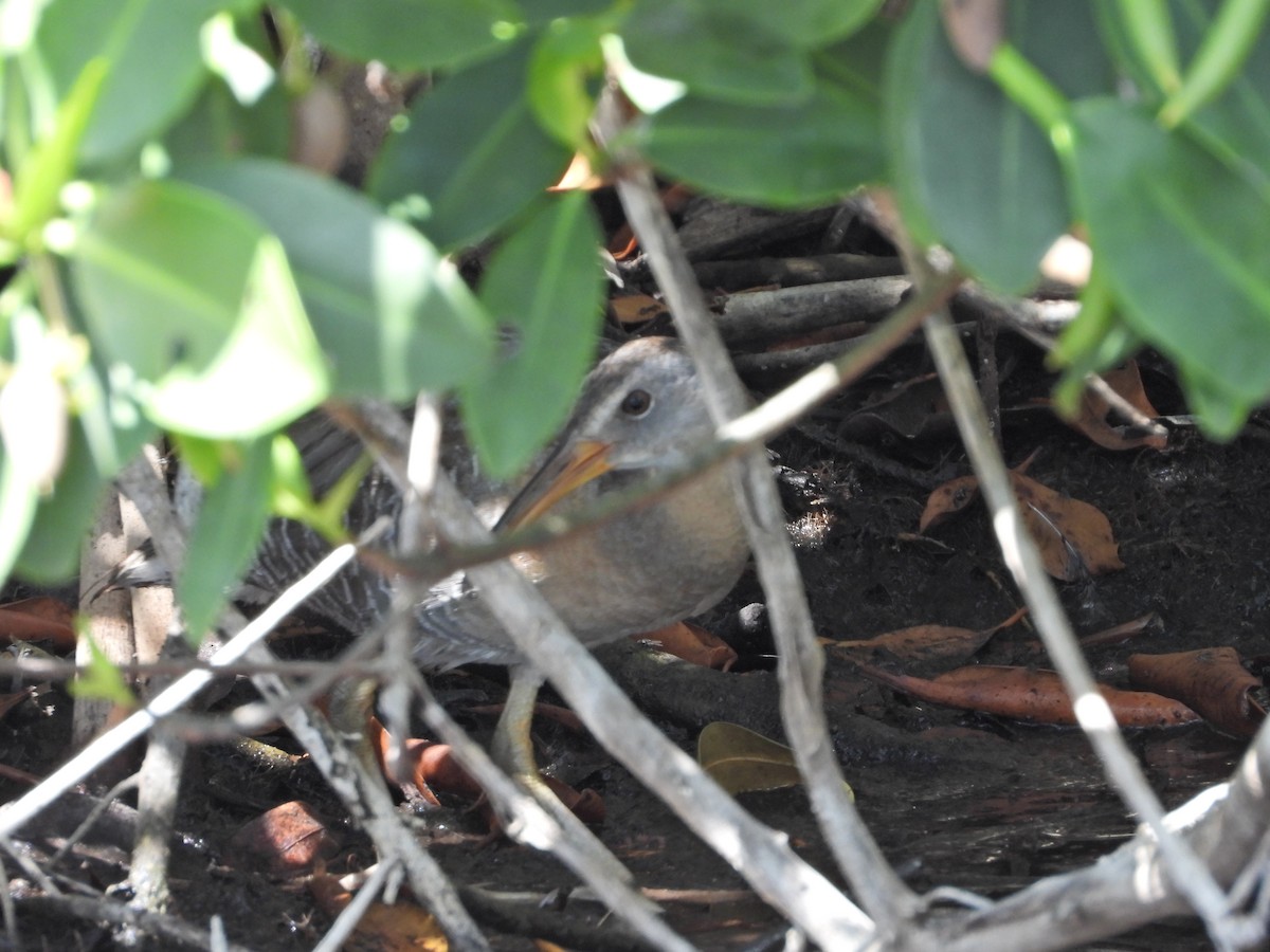 Clapper Rail - Martha Cartwright