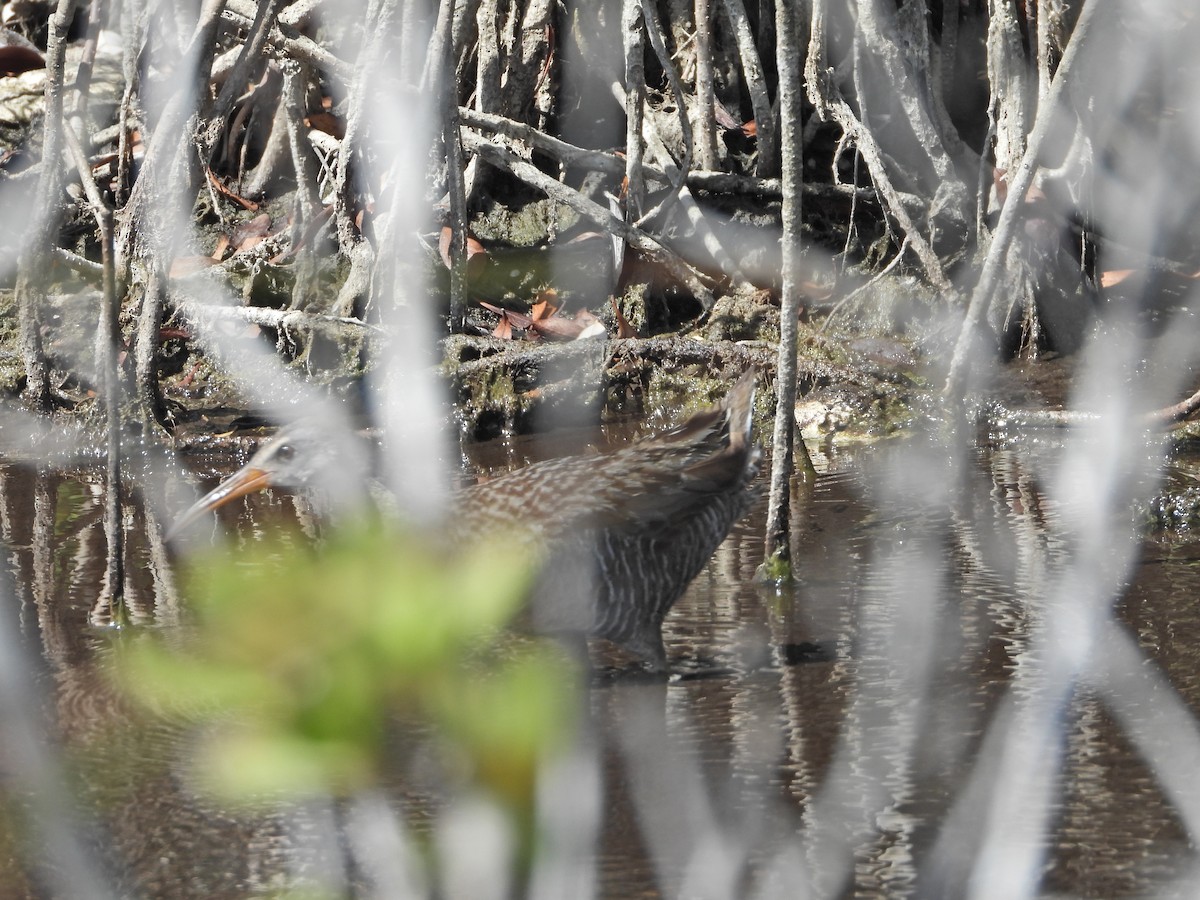 Clapper Rail - Martha Cartwright