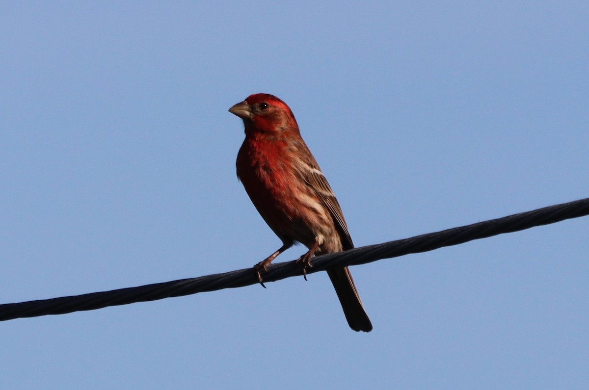 House Finch - ML619565027