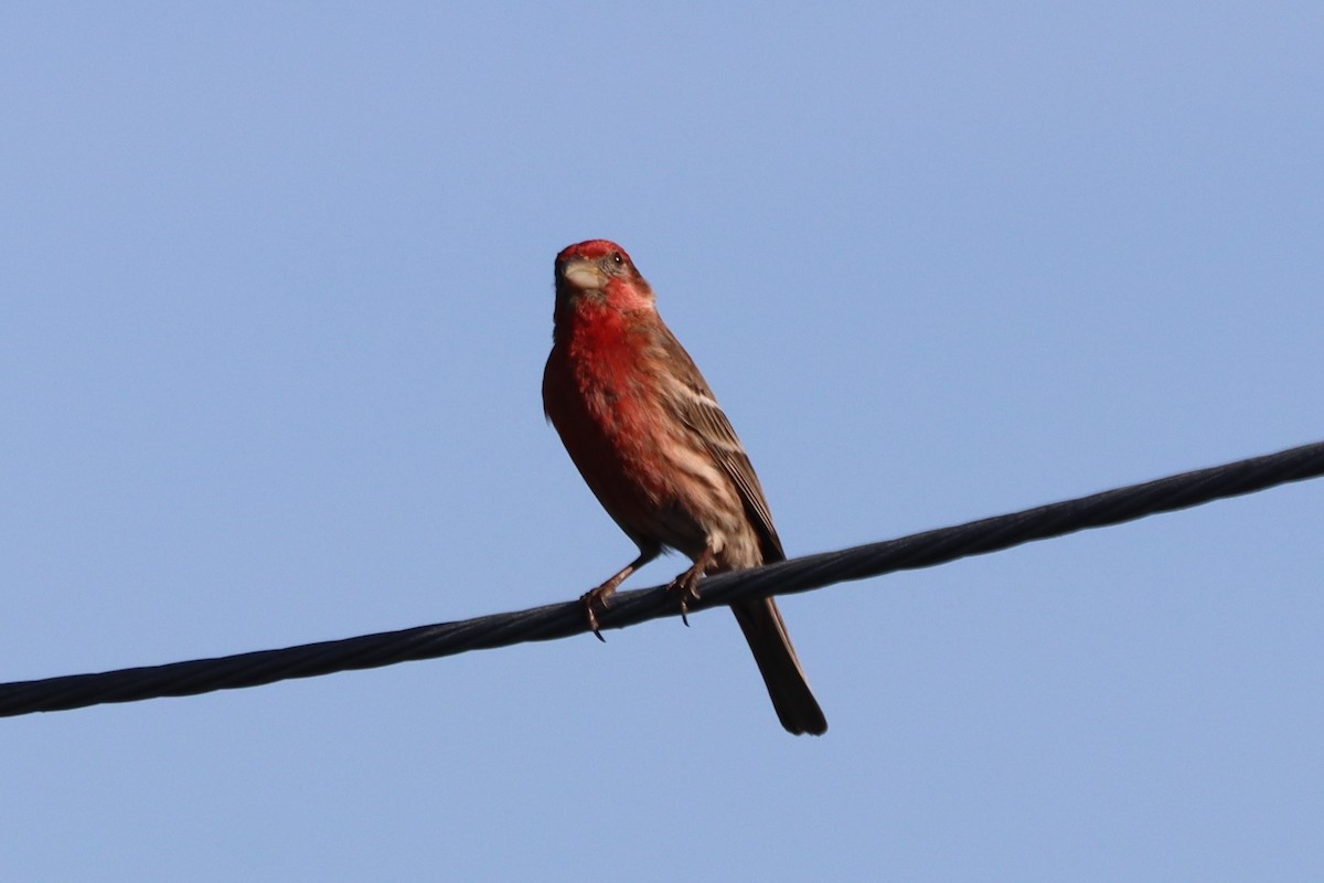 House Finch - ML619565028