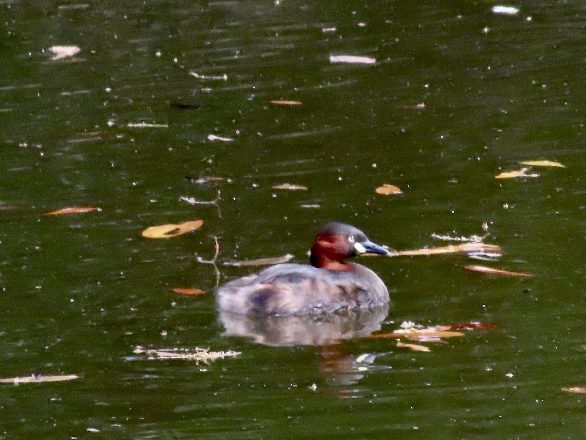 Little Grebe - Megumi Yoshio