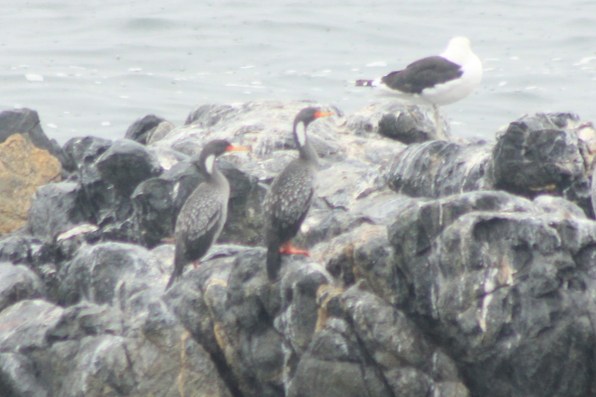 Red-legged Cormorant - Rafael Romagna