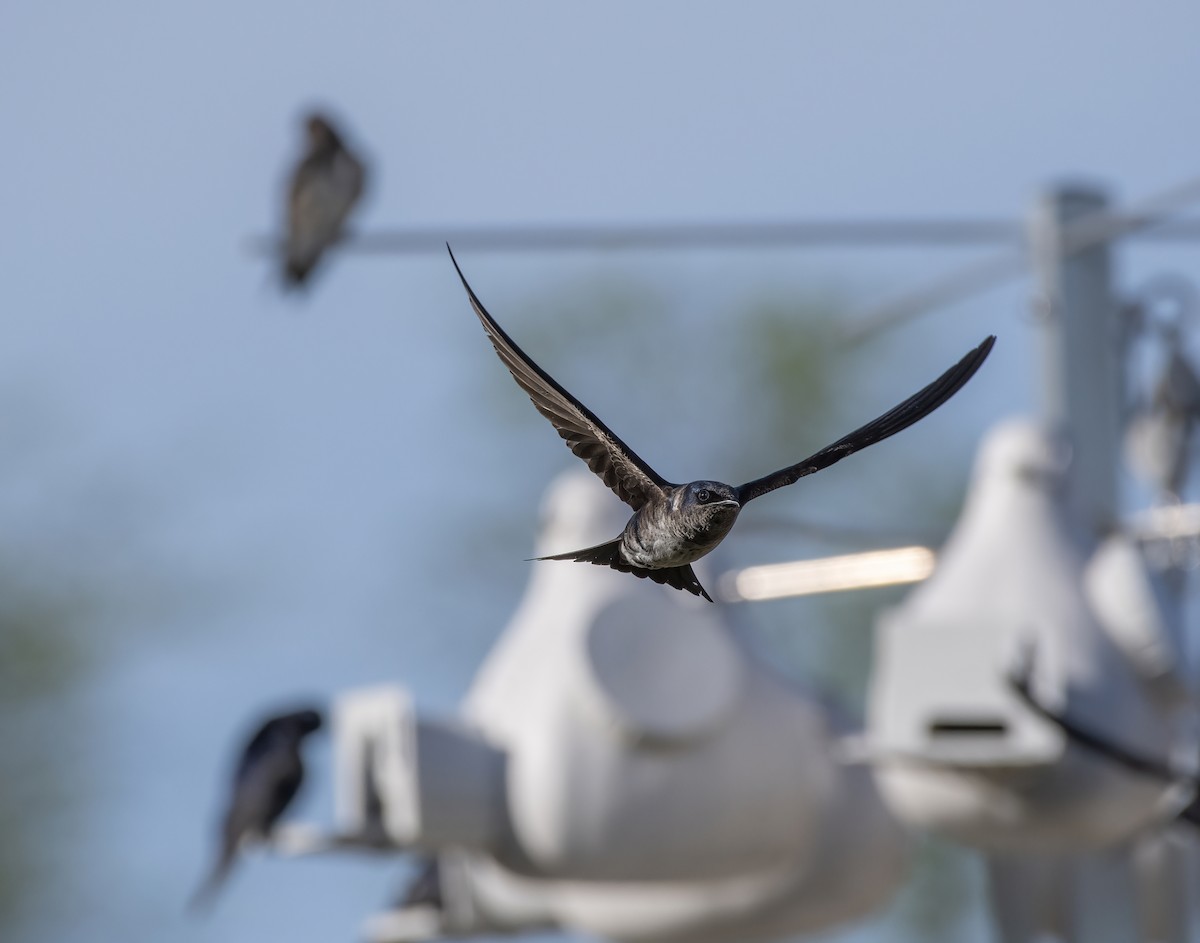 Purple Martin - k bartels