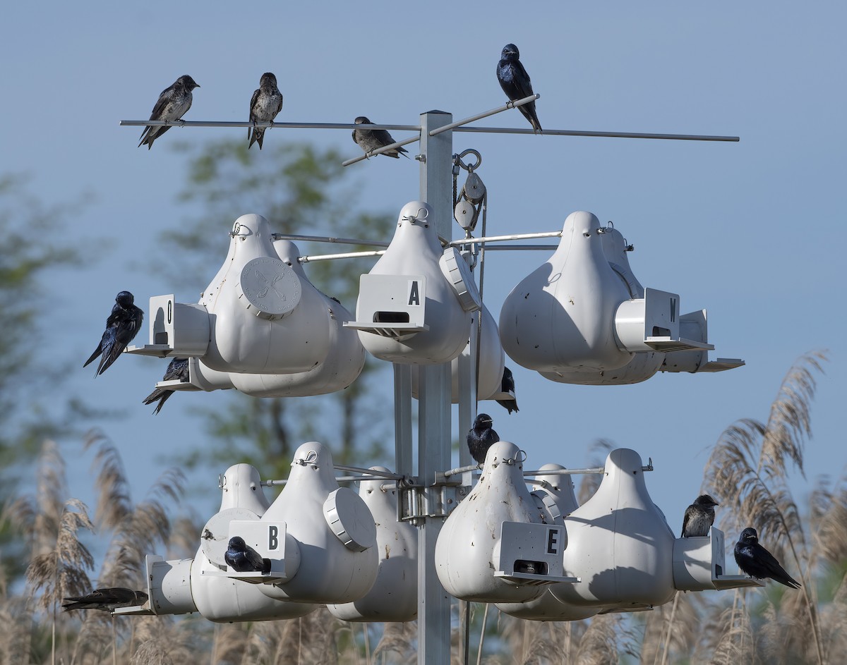 Purple Martin - k bartels