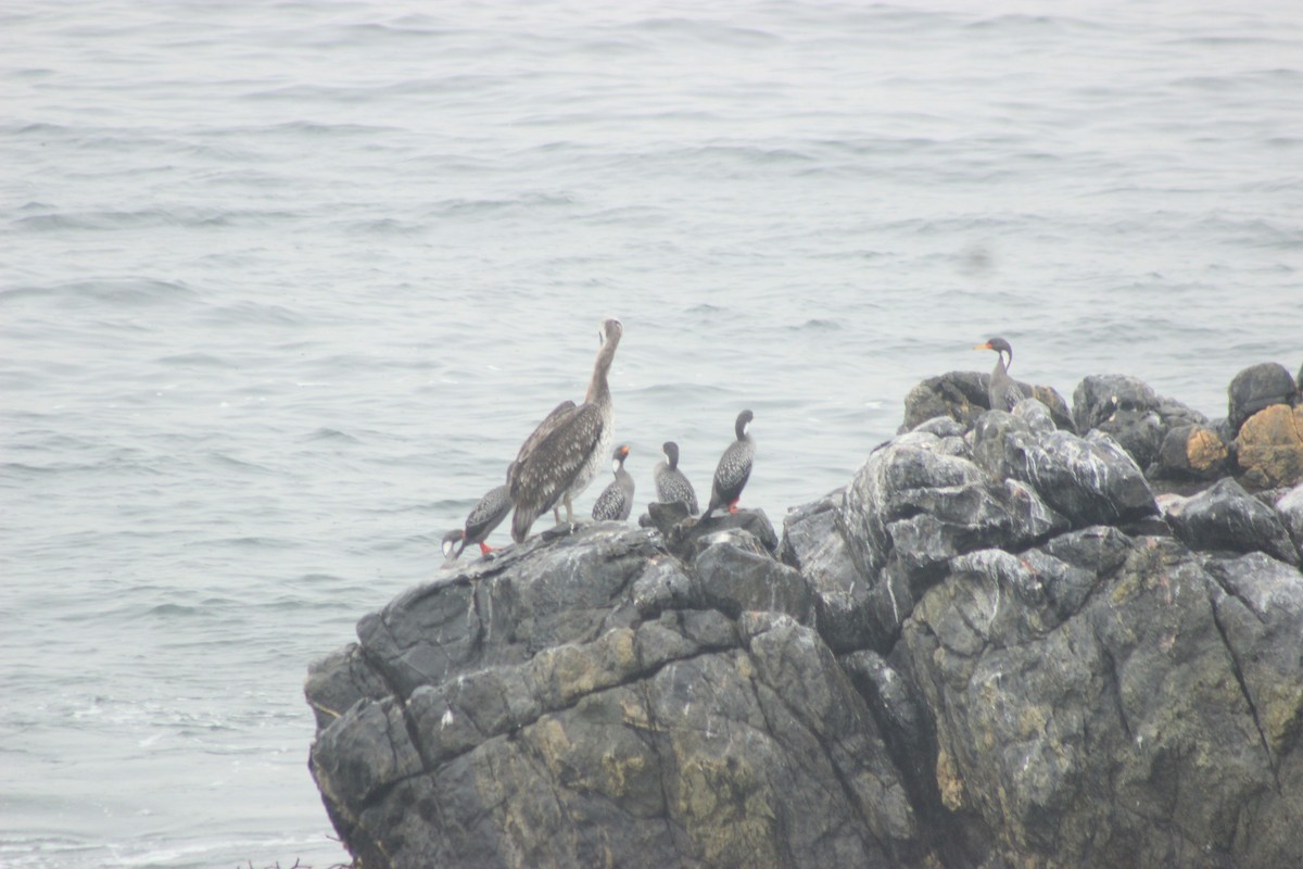 Red-legged Cormorant - Rafael Romagna