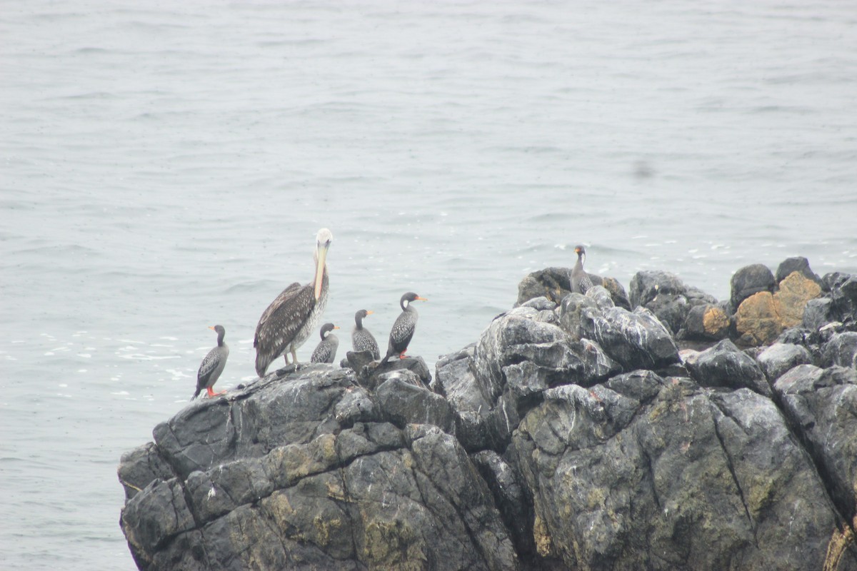 Red-legged Cormorant - ML619565040