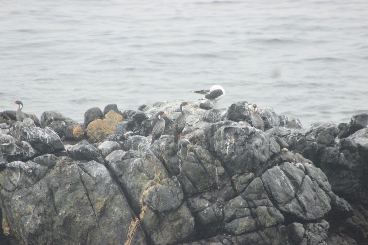 Red-legged Cormorant - ML619565041