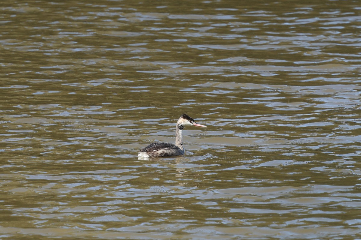 Great Crested Grebe - ML619565042