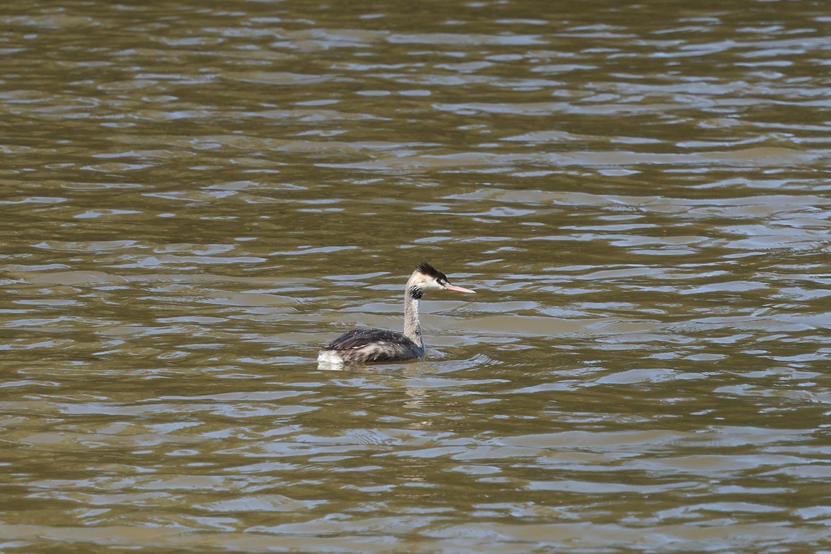 Great Crested Grebe - Vicki Stokes