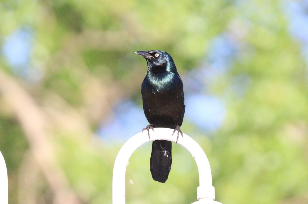 Common Grackle - עוזי שמאי