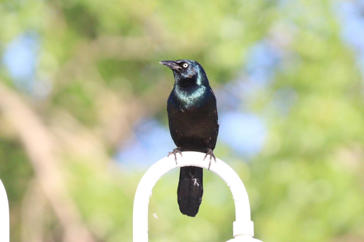 Common Grackle - ML619565045