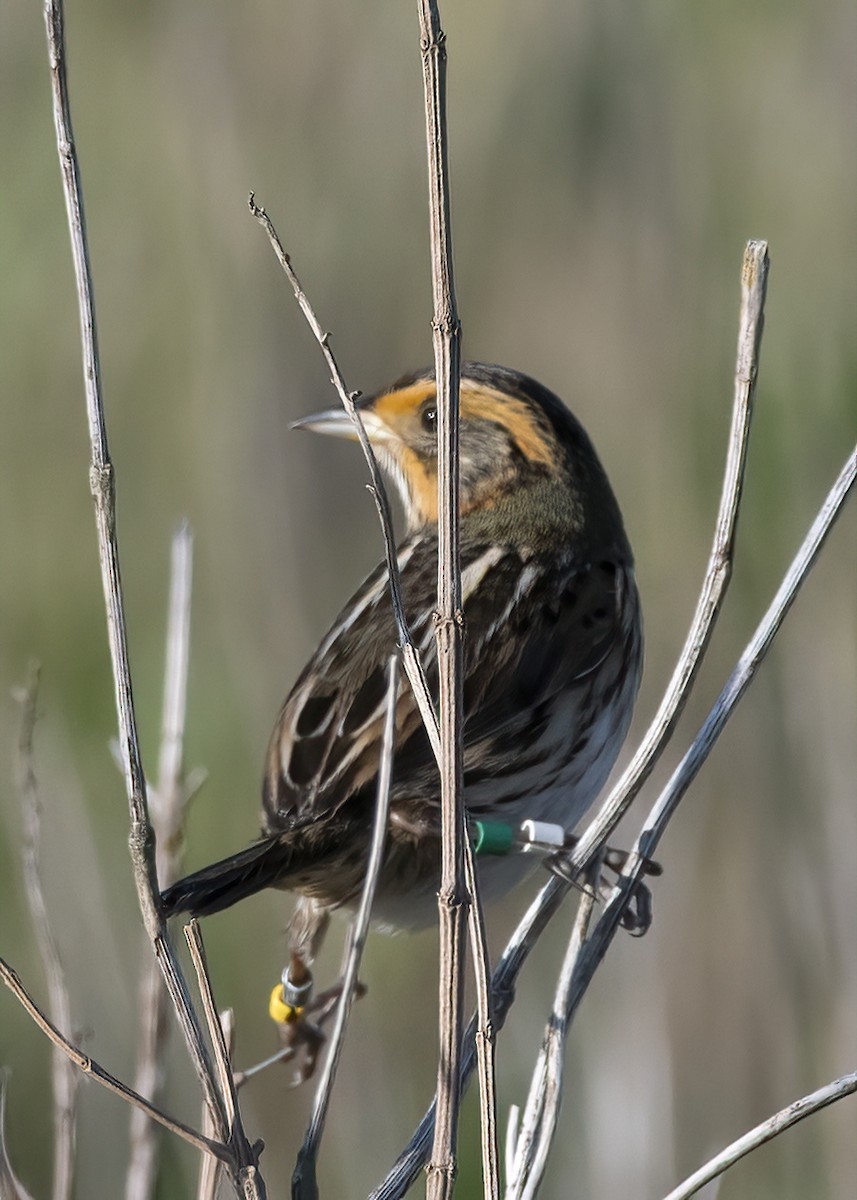 Saltmarsh Sparrow - k bartels