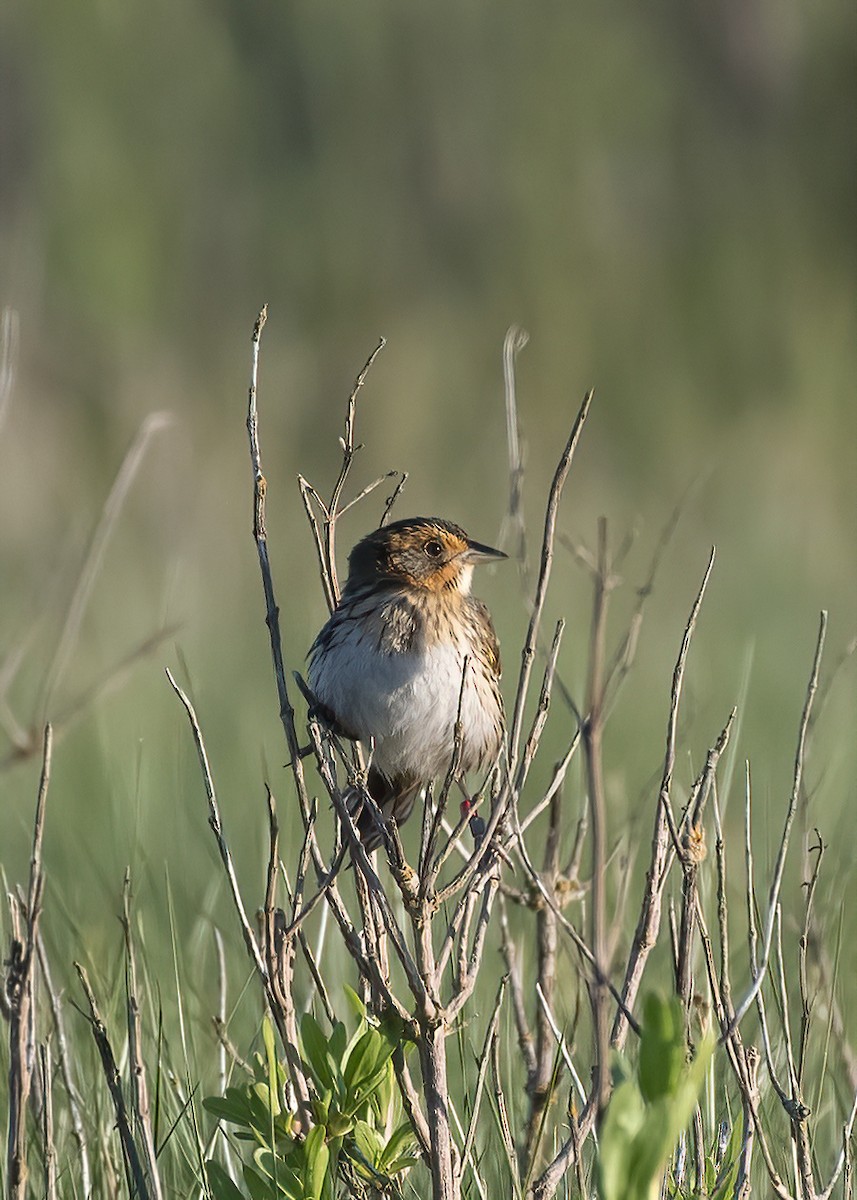 Saltmarsh Sparrow - k bartels