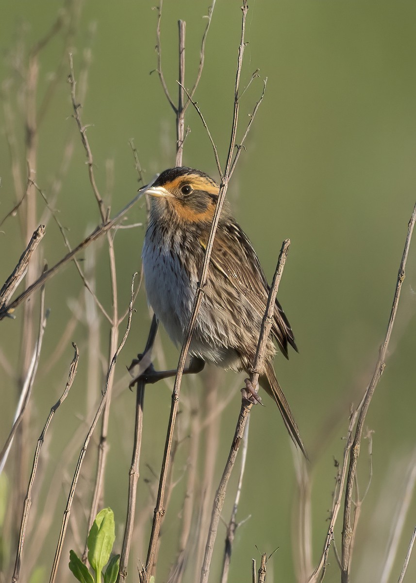 Saltmarsh Sparrow - k bartels