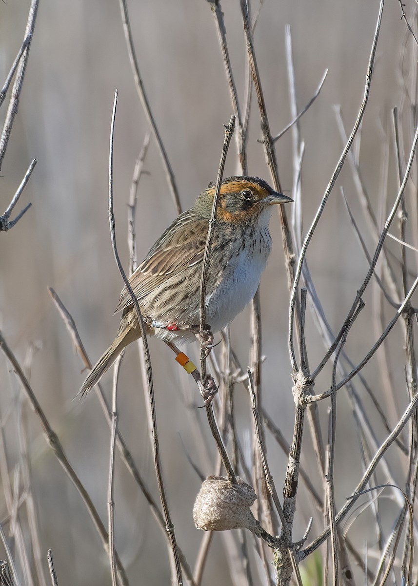 Saltmarsh Sparrow - k bartels