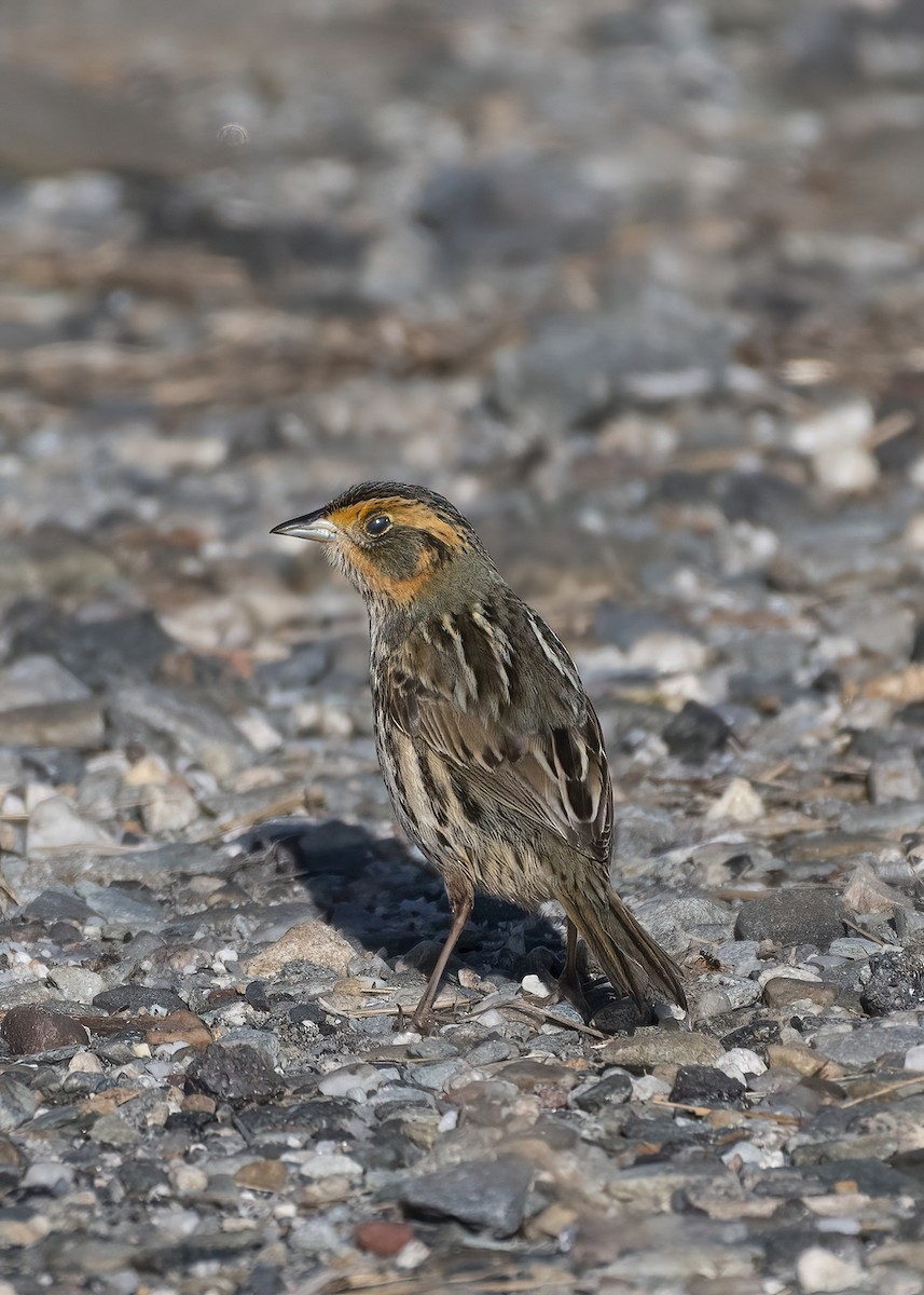 Saltmarsh Sparrow - k bartels