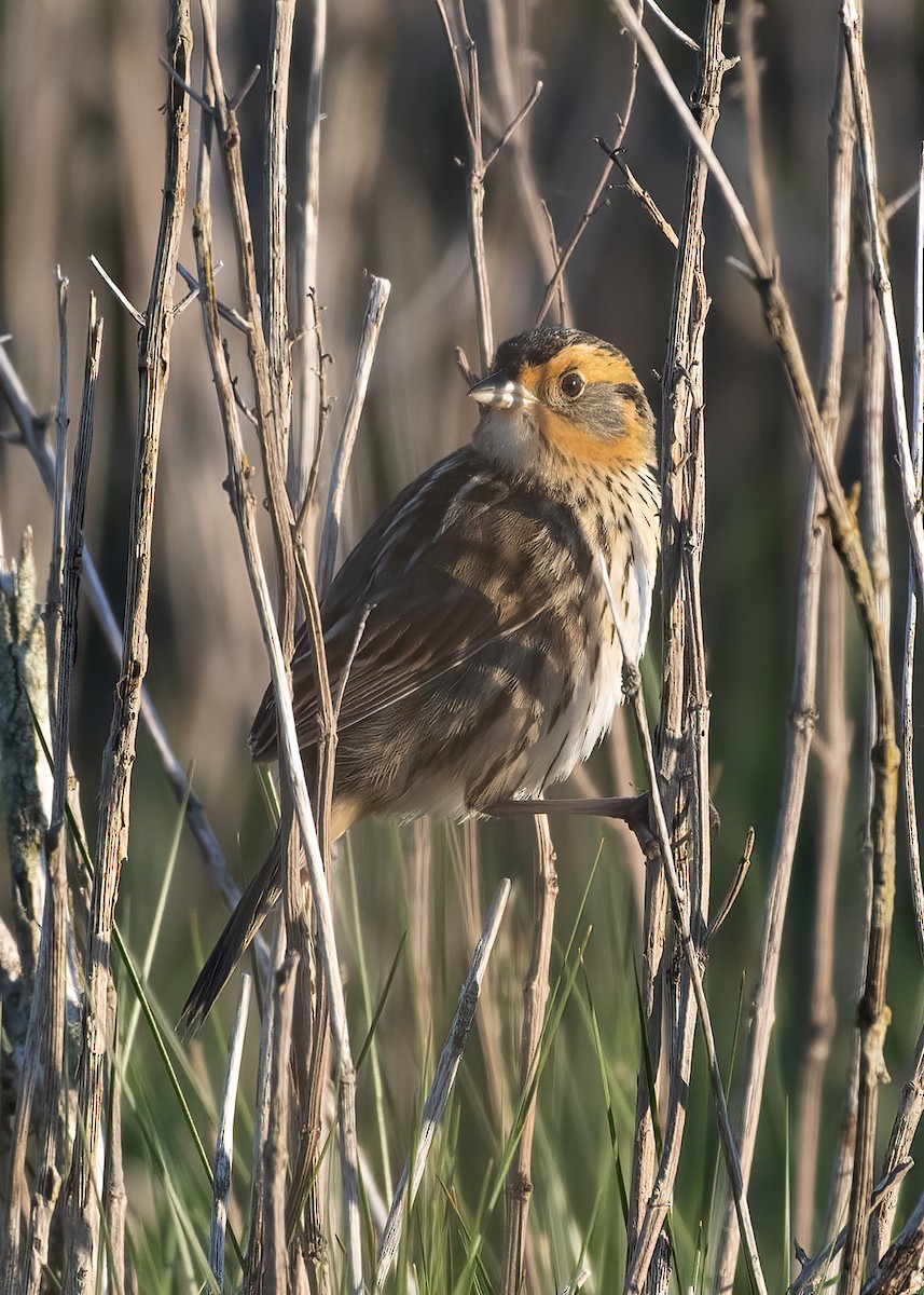 Saltmarsh Sparrow - k bartels