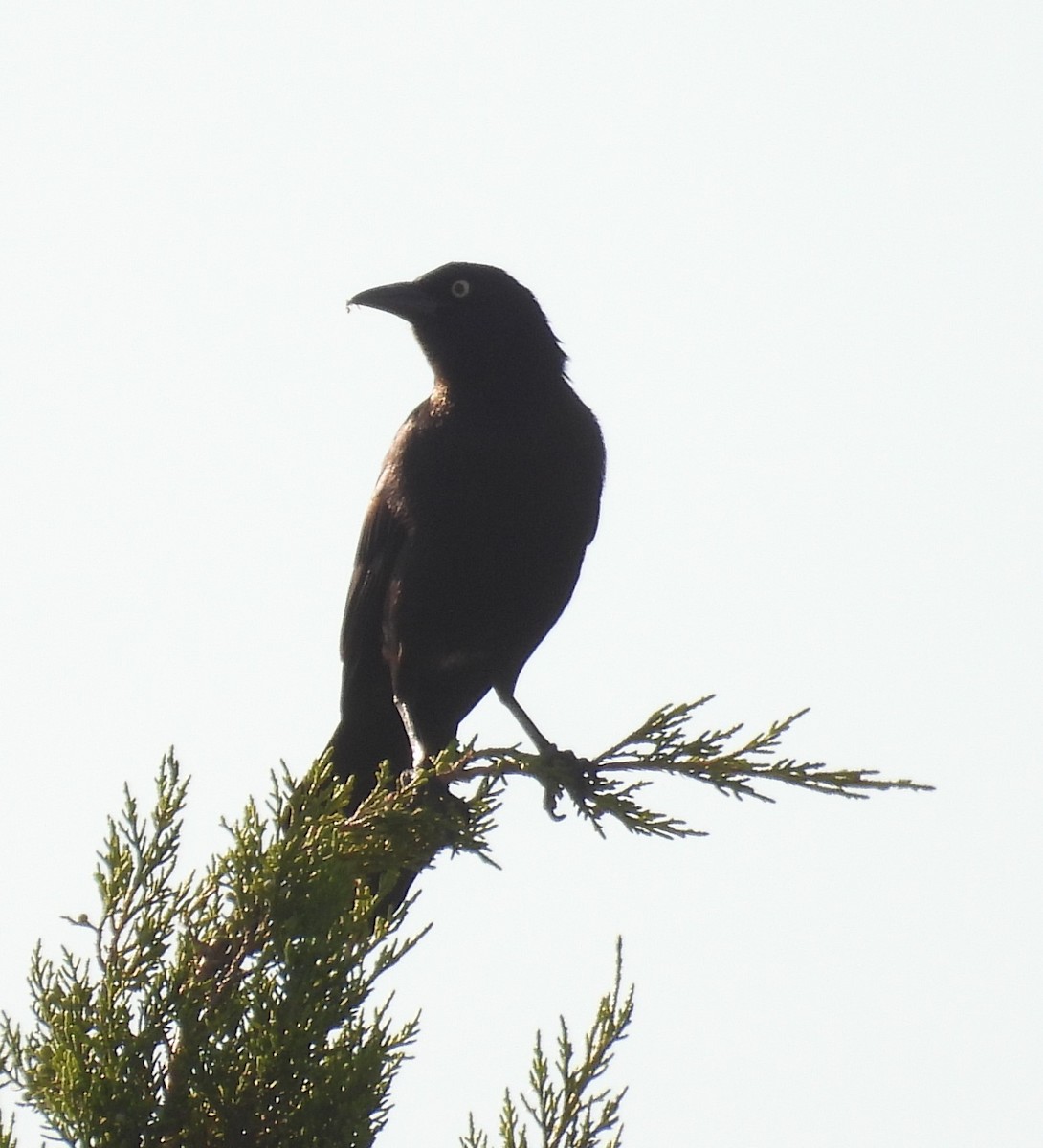 Common Grackle - ML619565052