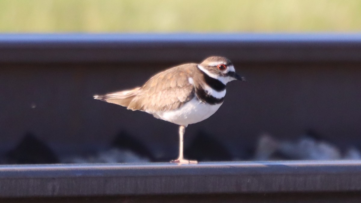 Killdeer - עוזי שמאי