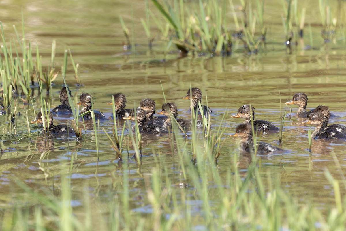 Hooded Merganser - ML619565065