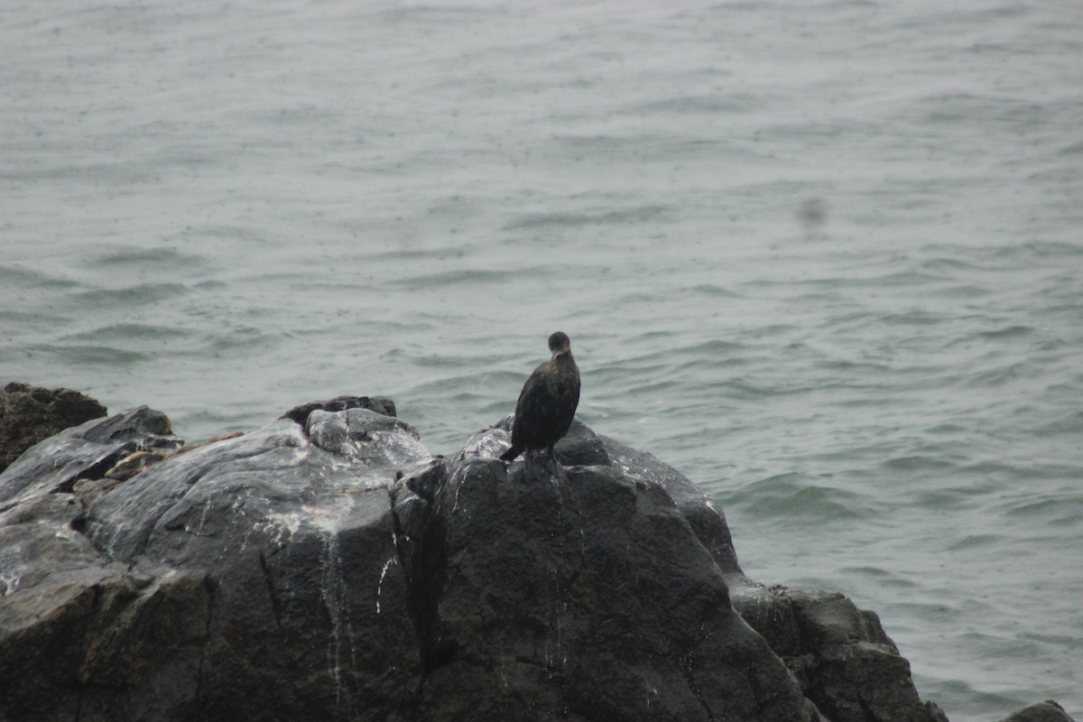 Neotropic Cormorant - Rafael Romagna