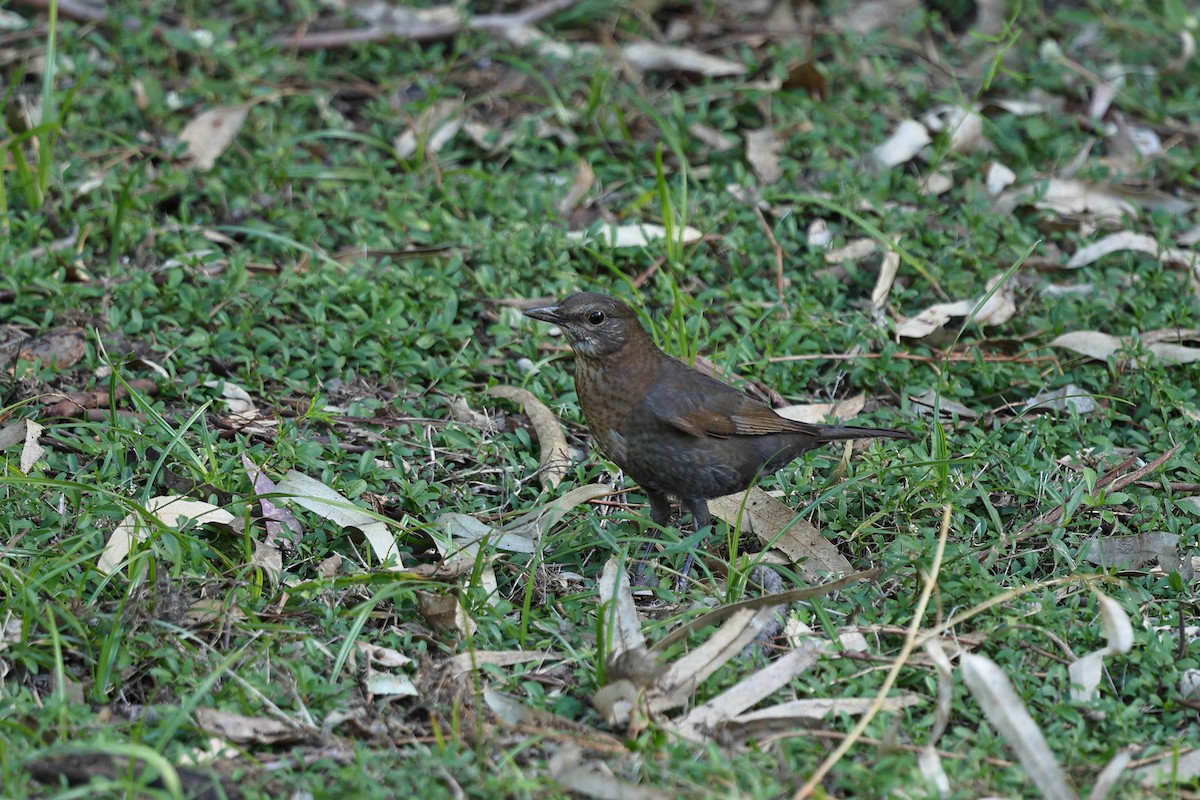 Eurasian Blackbird - Vicki Stokes