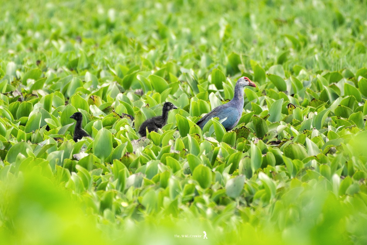 Gray-headed Swamphen - Abhijith s