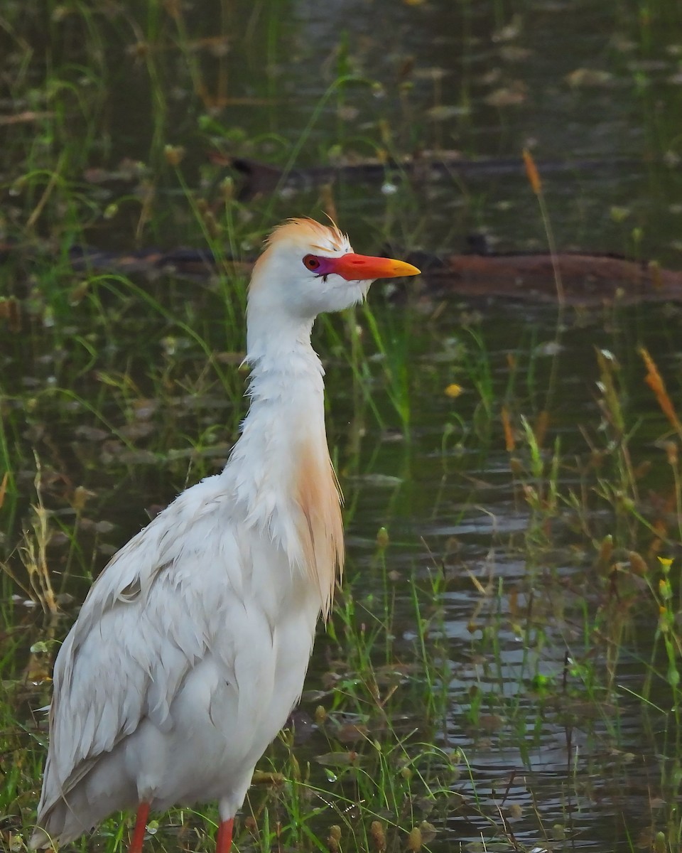 Western Cattle Egret - Aydıncan Yılmaz