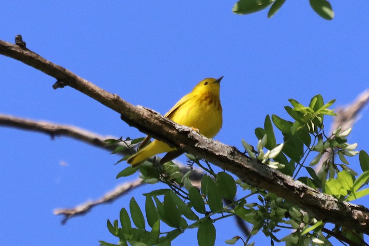 Yellow Warbler - עוזי שמאי