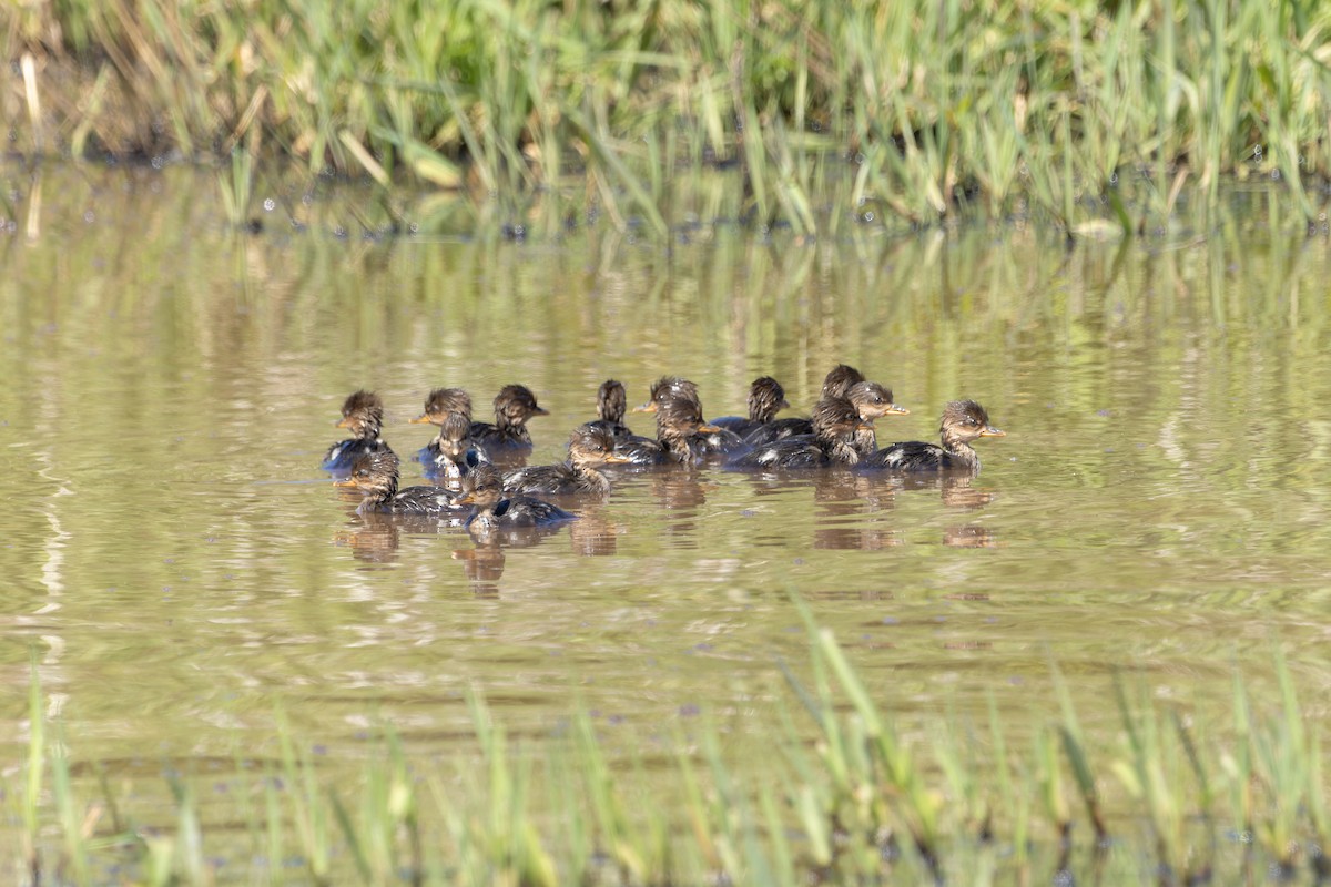 Hooded Merganser - Phil Thompson