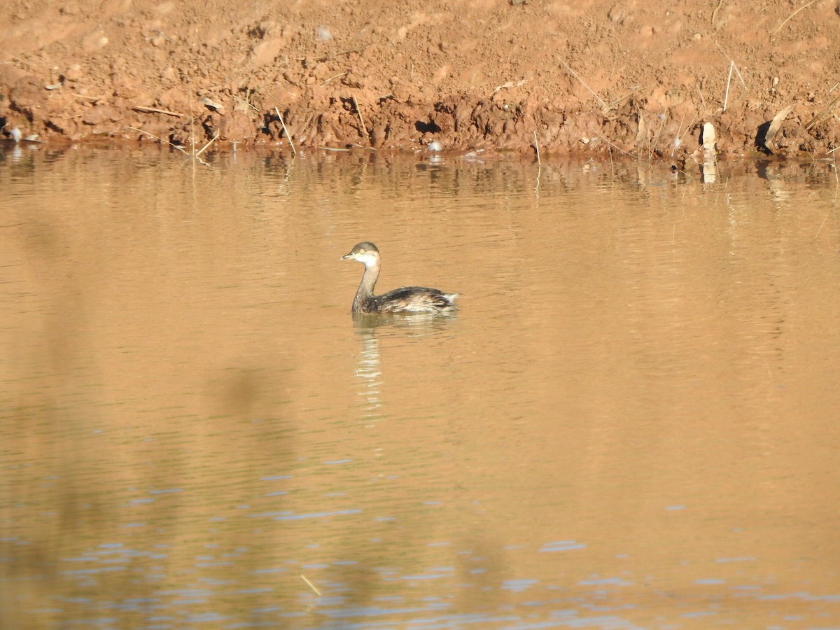 Australasian Grebe - DS Ridley