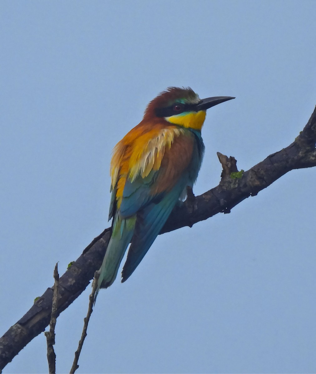 European Bee-eater - Aydıncan Yılmaz