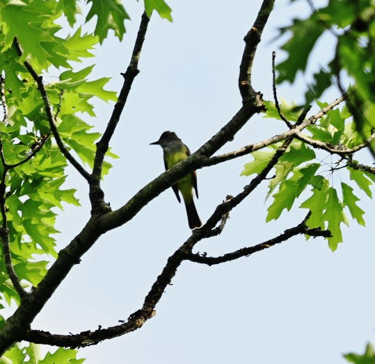 Great Crested Flycatcher - Frank Wang