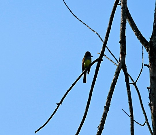 Great Crested Flycatcher - Frank Wang