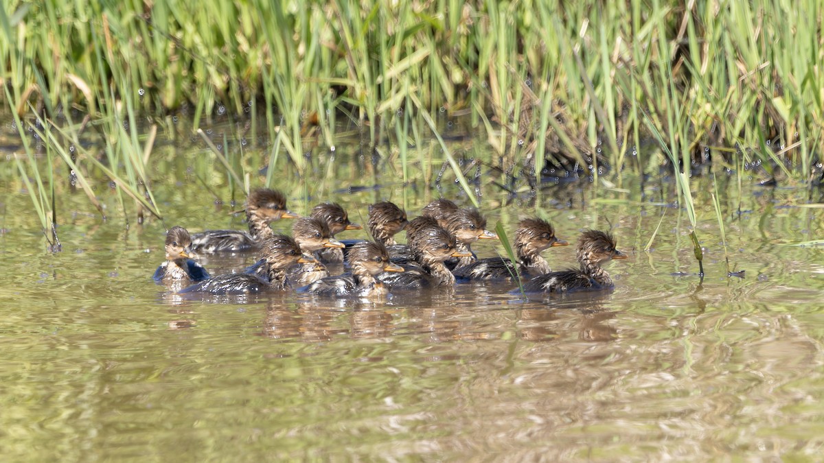 Hooded Merganser - ML619565086